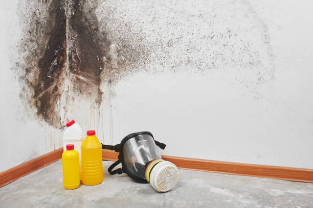 Best Residential Mold Removal  in Appleton City, MO