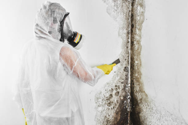 Best Mold Removal and Inspection  in Appleton City, MO