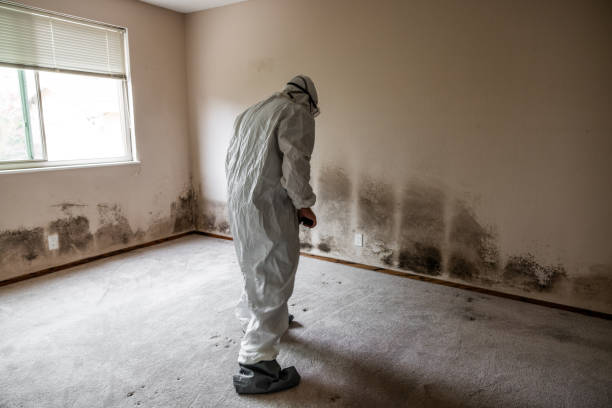 Home Mold Removal in Appleton City, MO