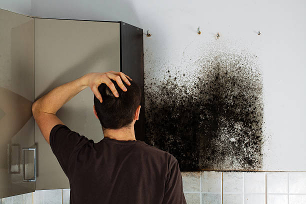 Best Attic Mold Removal  in Appleton City, MO