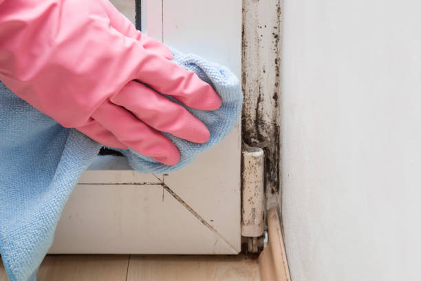 Best Commercial Mold Removal  in Appleton City, MO