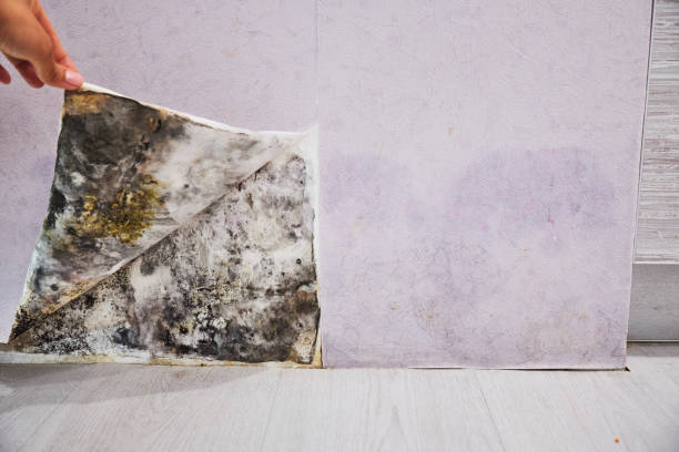 Best Local Mold Removal Service  in Appleton City, MO